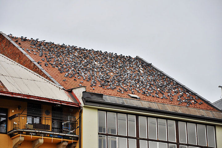 A2B Pest Control are able to install spikes to deter birds from roofs in Biddulph. 