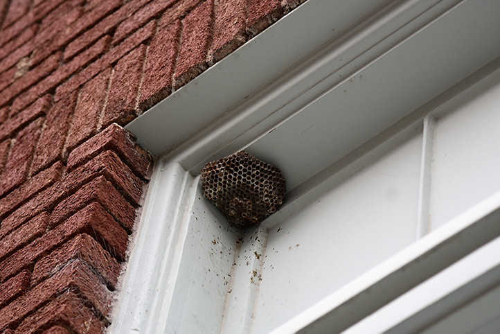 We provide a wasp nest removal service for domestic and commercial properties in Biddulph.